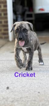 Cricket -  Hound and Black Mouth Cur Dog for Adoption in Ball Ground, Georgia - Cricket | PetCurious