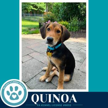 Quinoa (Harvest Bunch) 080126 -  Labrador Retriever and Shepherd Dog for Adoption in Kimberton, Pennsylvania - Quinoa (Harvest Bunch) 080126 | PetCurious