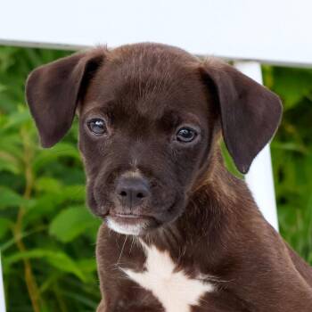 State Fair Litter - Carousel -  Pit Bull Terrier and Mixed Breed Dog for Adoption in Savage, Minnesota - State Fair Litter - Carousel | PetCurious