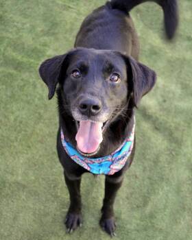 Black Labrador Retriever Dogs Available for Adoption - Mario | PetCurious