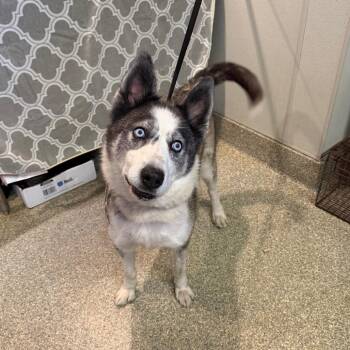 Toby -  Husky Dog for Adoption in San Gabriel, California - Toby | PetCurious