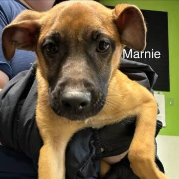 Marnie -  Mixed Breed Dog for Adoption in Knoxville, Tennessee - Marnie | PetCurious