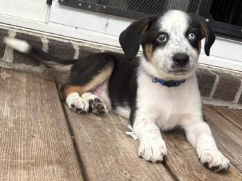 Whit -  Australian Shepherd Dog for Adoption in Newport, Kentucky - Whit | PetCurious