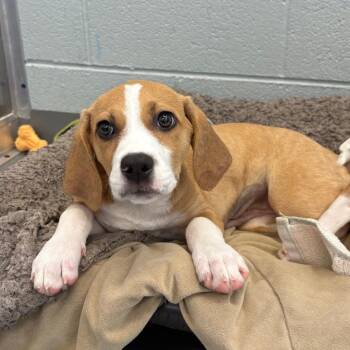 Daisy -  Mixed Breed Dog for Adoption in Wheeling, Illinois - Daisy | PetCurious