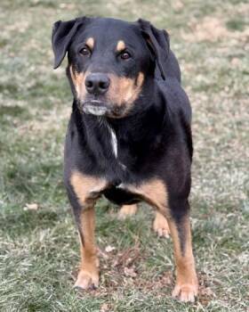 Rottweiler and German Shepherd Dog Dogs Available for Adoption in Malvern, Pennsylvania - George | PetCurious