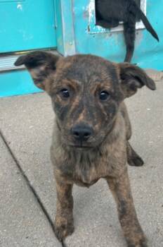 Rescue Cattle Dog Dogs for Adoption in Fort Lupton, Colorado - River Flyer | PetCurious