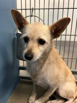LEANNE -  Mixed Breed Dog for Adoption in Jacksonville, Florida - LEANNE | PetCurious