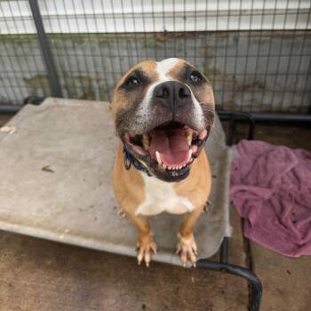 Boogie -  Pit Bull Terrier and Boxer Dog for Adoption in Hanna City, Illinois - Boogie | PetCurious