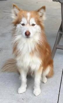 Pomeranian and Siberian Husky Dogs Available for Adoption - Foxy | PetCurious
