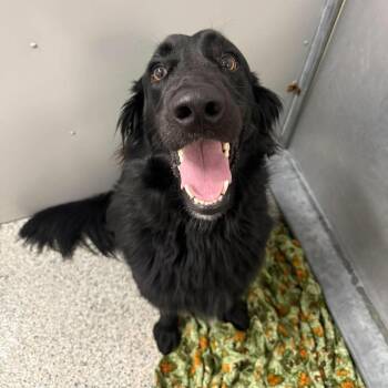 Walker -  Mixed Breed Dog for Adoption in Murray, Utah - Walker | PetCurious