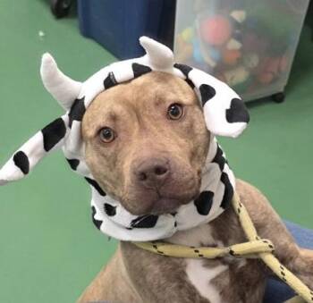 Mixed Breed Dogs Available for Adoption in Westland, Michigan - Donna Tello | PetCurious