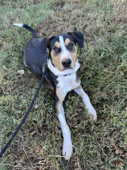 Rescue Greater Swiss Mountain Dog Dogs for Adoption in Salisbury, North Carolina - Dru | PetCurious