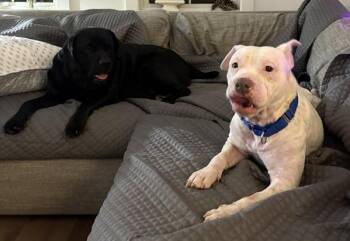 Pit Bull Terrier Dogs Available for Adoption - Molly | PetCurious