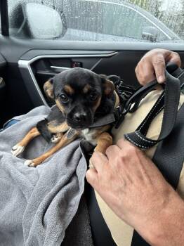 MINNIE -  Chihuahua and Pug Dog for Adoption in Albany, New York - MINNIE | PetCurious