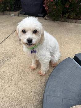 Fern -  Cavalier King Charles Spaniel and Bichon Frise Dog for Adoption - Fern | PetCurious