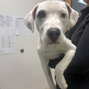 Mixed Breed Dogs Available for Adoption in Charleston, West Virginia - Domino | PetCurious