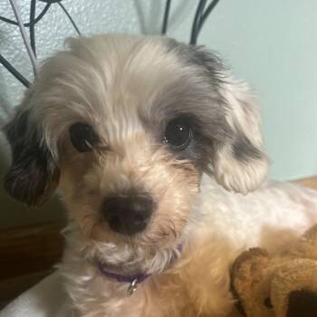 Rescue Shih Tzu and Maltese Dogs for Adoption in Wind Point, Wisconsin - Mattie Mae | PetCurious
