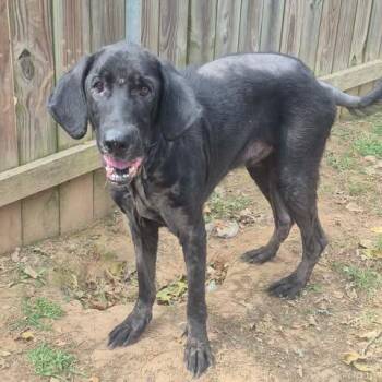 Charlie -  Black Labrador Retriever and Mixed Breed Dog for Adoption in Dover, Arkansas - Charlie | PetCurious