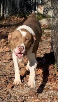 Rescue American Bully Dogs for Adoption in Kalkaska, Michigan - Bear | PetCurious