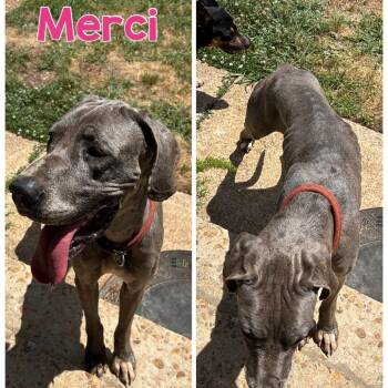 Merci -  Great Dane Dog for Adoption in Opelika, Alabama - Merci | PetCurious