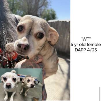 Chihuahua Dogs Available for Adoption in Spring Hill, Kansas - Yogurt | PetCurious