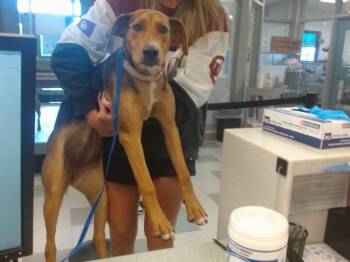 Hound and Mixed Breed Dogs Available for Adoption in Oklahoma City, Oklahoma - A475285 | PetCurious