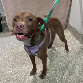 Moose -  Pit Bull Terrier Dog for Adoption in San Gabriel, California - Moose | PetCurious