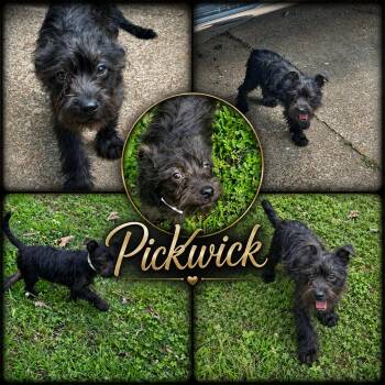 Pickwick -  Terrier and Schnauzer Dog for Adoption in Jackson, Tennessee - Pickwick | PetCurious