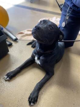 Rescue Pit Bull Terrier and Mixed Breed Dogs for Adoption in Chula Vista, California - A266422 | PetCurious