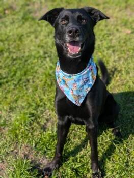 Shepherd Dogs Available for Adoption - Vader | PetCurious