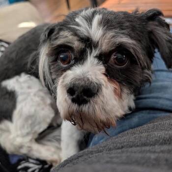 Shih Tzu Dogs Available for Adoption - Taquito | PetCurious