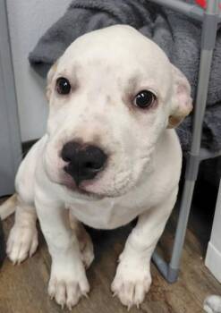 FRANKIE (RED) -  Pit Bull Terrier and Mixed Breed Dog for Adoption in Conway, Arkansas - FRANKIE (RED) | PetCurious