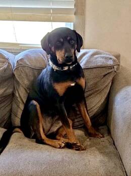 Peanut -  Rottweiler and Pit Bull Terrier Dog for Adoption in Maryville, Tennessee - Peanut | PetCurious