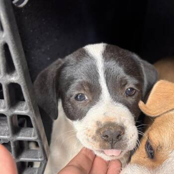 Pit Bull Terrier Dogs Available for Adoption in Austin, Texas - Soup | PetCurious