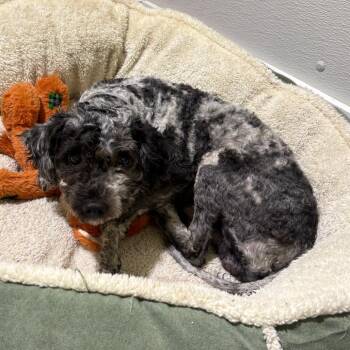Greyson -  Mixed Breed Dog for Adoption in Wappingers Falls, New York - Greyson | PetCurious