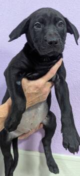 Rescue American Staffordshire Terrier Dogs for Adoption in Woodland, California - Stover | PetCurious