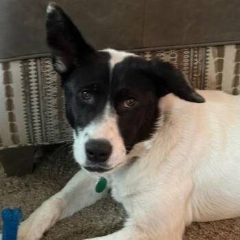 Mixed Breed Dogs Available for Adoption in Buffalo, Minnesota - Boomer | PetCurious