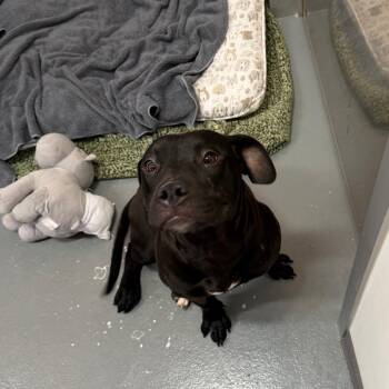 Mixed Breed Dogs Available for Adoption in Austin, Texas - Circi | PetCurious