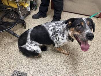 TODD -  Australian Cattle Dog Blue Heeler and Mixed Breed Dog for Adoption in Colorado Springs, Colorado - TODD | PetCurious