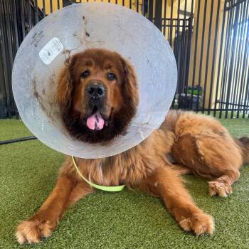 Ruby -  Tibetan Mastiff Dog for Adoption in West Palm Beach, Florida - Ruby | PetCurious
