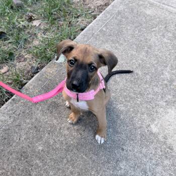 Mocha -  Shepherd Dog for Adoption in Charlotte, North Carolina - Mocha | PetCurious