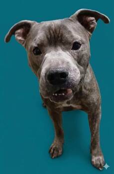 Mixed Breed Dogs Available for Adoption in Jacksonville, Florida - BLUE IVEY | PetCurious