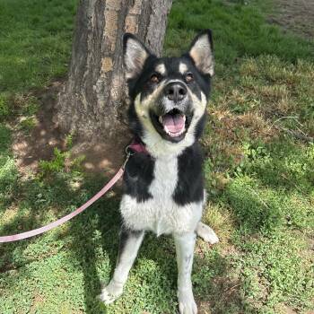 Tyra Banks -  Mixed Breed Dog for Adoption in Spokane, Washington - Tyra Banks | PetCurious