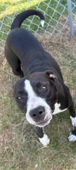 Rescue Labrador Retriever and Mixed Breed Dogs for Adoption in Brunswick, Georgia - HARLEY QUINN | PetCurious