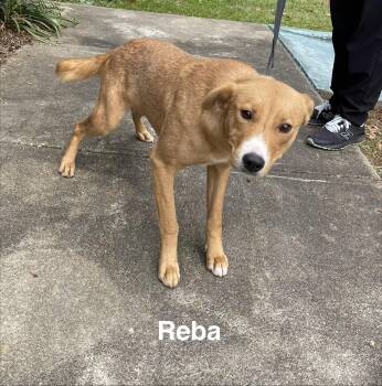 Rescue Labrador Retriever Dogs for Adoption in Alexander City, Alabama - Reba | PetCurious