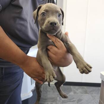 Bradi -  Terrier Dog for Adoption in Clearwater, Florida - Bradi | PetCurious