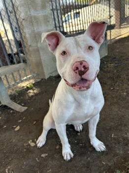 Pit Bull Terrier and Mixed Breed Dogs Available for Adoption in Riverside, California - MIJA | PetCurious