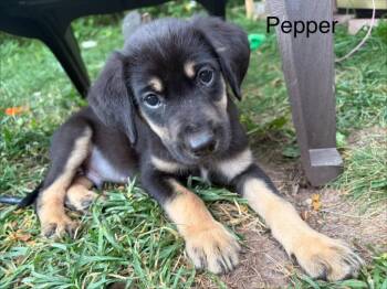 Pepper -  Terrier and Labrador Retriever Dog for Adoption in Cloquet, Minnesota - Pepper | PetCurious