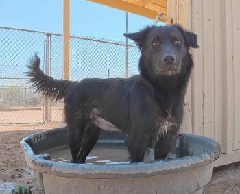 Violet -  Australian Shepherd Dog for Adoption in San Tan Valley, Arizona - Violet | PetCurious
