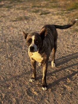 Labrador Retriever and Pit Bull Terrier Dogs Available for Adoption - Lola  | PetCurious